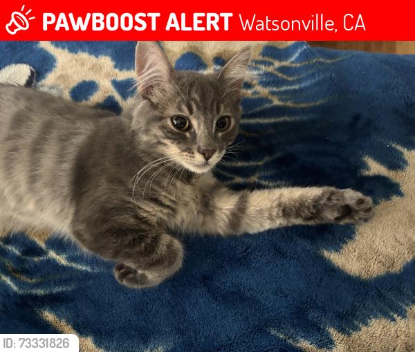 Lost Male Cat last seen California, Madison St, Watsonville, CA 95076