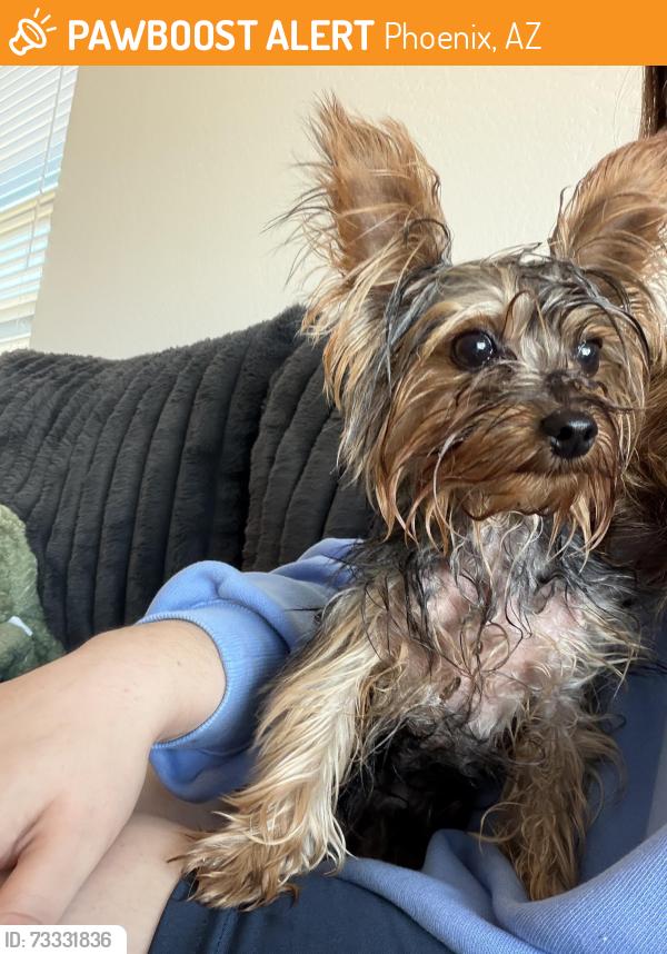 Found/Stray Male Dog last seen Taco Boyz, Phoenix, AZ 85033