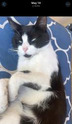 Reunited Male Cat last seen E Marshall blvd & waterman, San Bernardino, CA 92404