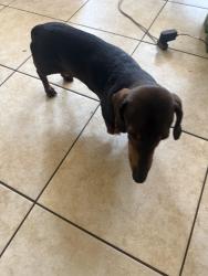 Reunited Male Dog last seen 16th and Sawyer, Chicago, IL 60623