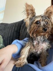 Found/Stray Male Dog last seen Taco Boyz, Phoenix, AZ 85033