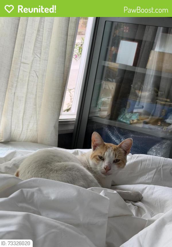 Reunited Male Cat last seen E38th Street, Oakland, CA 94602