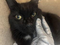 Shelter Stray Unknown Cat last seen W 151 Street, NEW YORK, NY, 10039, 326 E 110th St, New York, NY 10029, USA