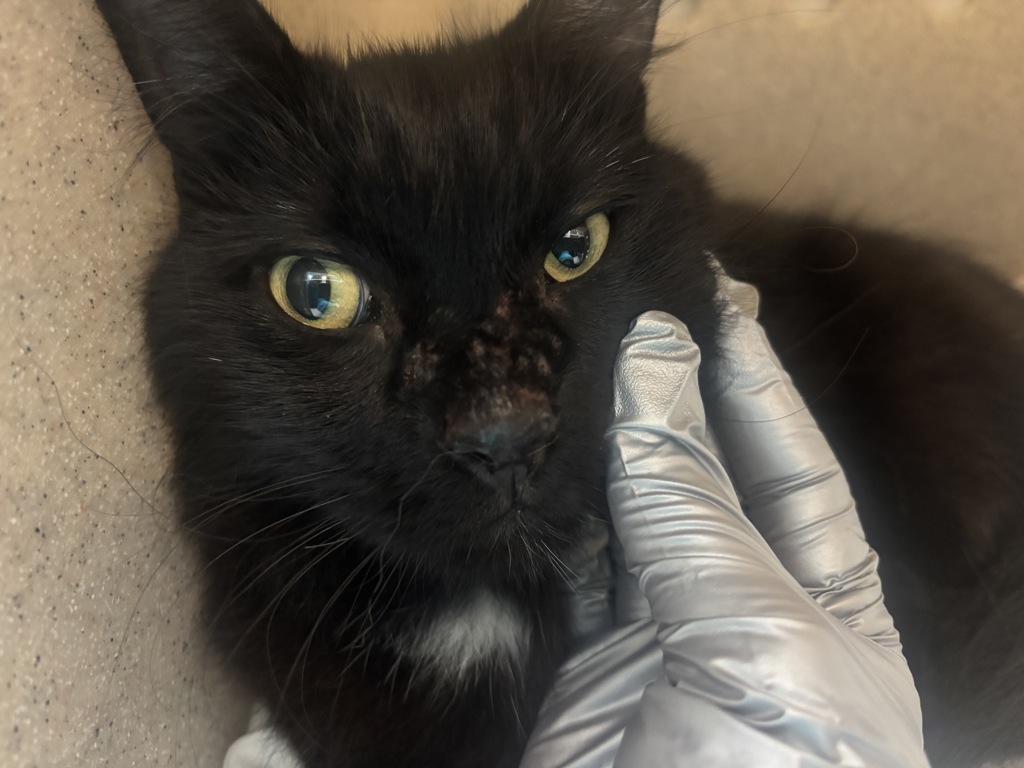 Shelter Stray Unknown Cat last seen W 151 Street, NEW YORK, NY, 10039, 326 E 110th St, New York, NY 10029, USA