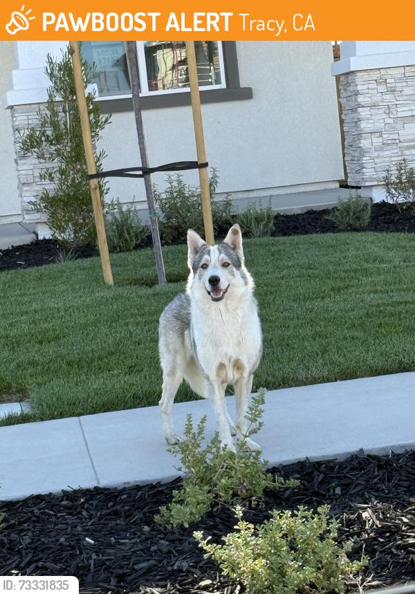 Found/Stray Male Dog last seen Paradise/Winton, Tracy, CA 95304