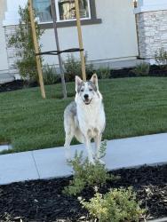 Found/Stray Male Dog last seen Paradise/Winton, Tracy, CA 95304