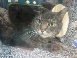 Shelter Stray Unknown Cat last seen Near Broadway, NEW YORK, NY, 10034, 326 E 110th St, New York, NY 10029, USA
