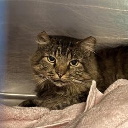Shelter Stray Male Cat last seen Near W 400 S, SALT LAKE CITY, UT, 84104, 511 W 3900 S, Salt Lake City, UT 84123, USA