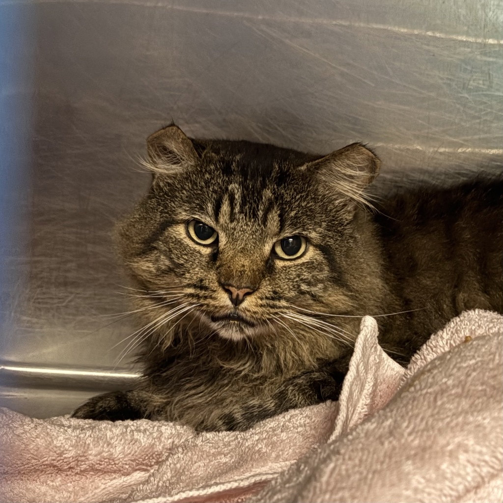 Shelter Stray Male Cat last seen Near W 400 S, SALT LAKE CITY, UT, 84104, 511 W 3900 S, Salt Lake City, UT 84123, USA