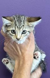 Shelter Stray Male Cat last seen Apt #200,5101 S Commerce Drive, MURRAY CITY, UT, 84107, 511 W 3900 S, Salt Lake City, UT 84123, USA
