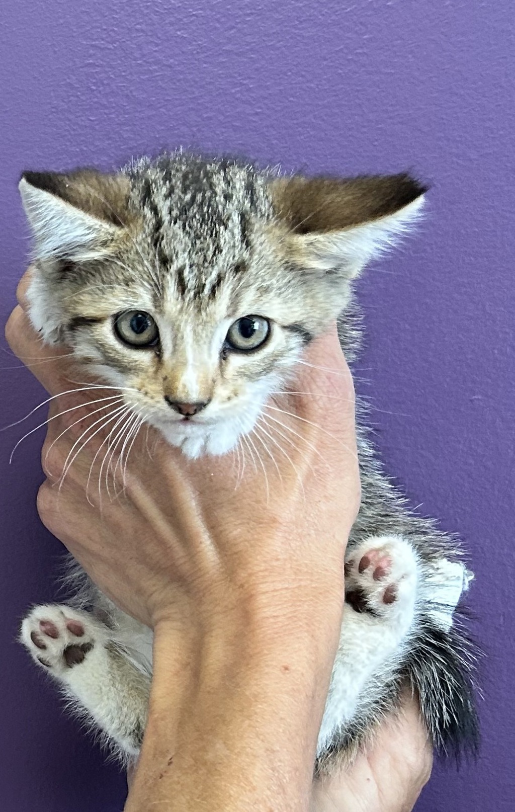 Shelter Stray Male Cat last seen Apt #200,5101 S Commerce Drive, MURRAY CITY, UT, 84107, 511 W 3900 S, Salt Lake City, UT 84123, USA