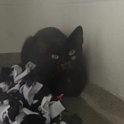 Shelter Stray Female Cat last seen N/A, OSCEOLA, IA, 50213, Des Moines, IA 50313