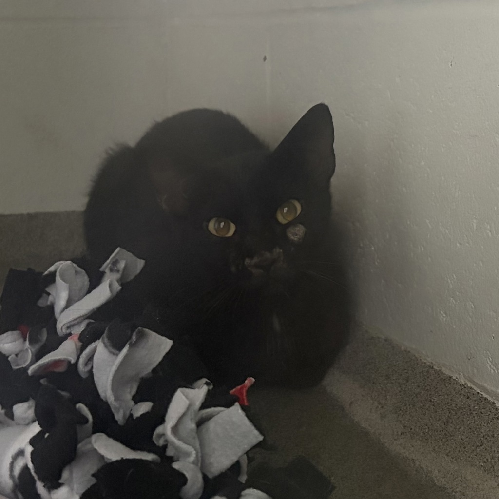 Shelter Stray Female Cat last seen N/A, OSCEOLA, IA, 50213, Des Moines, IA 50313
