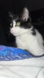 Reunited Female Cat last seen Hamboltpark, Chicago, IL 60647