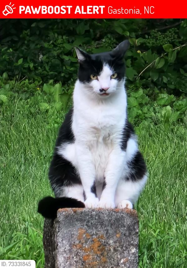 Lost Male Cat last seen Tabernacle Baptist Church, Gastonia, NC 28052