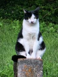 Lost Male Cat last seen Tabernacle Baptist Church, Gastonia, NC 28052