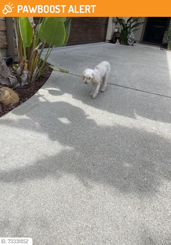 Found/Stray Unknown Dog last seen Bali court, West Sacramento, CA 95691