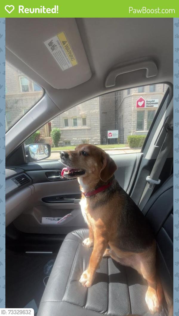 Reunited Male Dog last seen By Dairy Queen, he got hit by a car and then ran off, New Albany, IN 47150