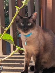 Reunited Female Cat last seen Near NW Cornell Rd, Portland, OR 97229, USA, Portland, OR 97229