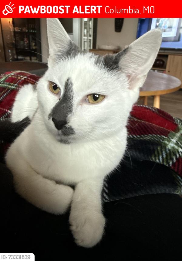 Lost Female Cat last seen Near Lake Valley Lane, Columbia, MO 65203