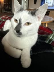 Lost Female Cat last seen Near Lake Valley Lane, Columbia, MO 65203