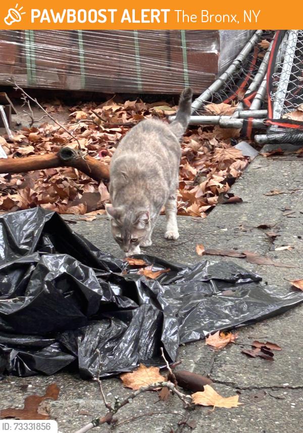 Found/Stray Female Cat last seen Near Washington ave, The Bronx, NY 10457