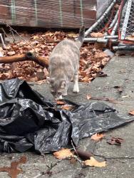 Found/Stray Female Cat last seen Near Washington ave, The Bronx, NY 10457