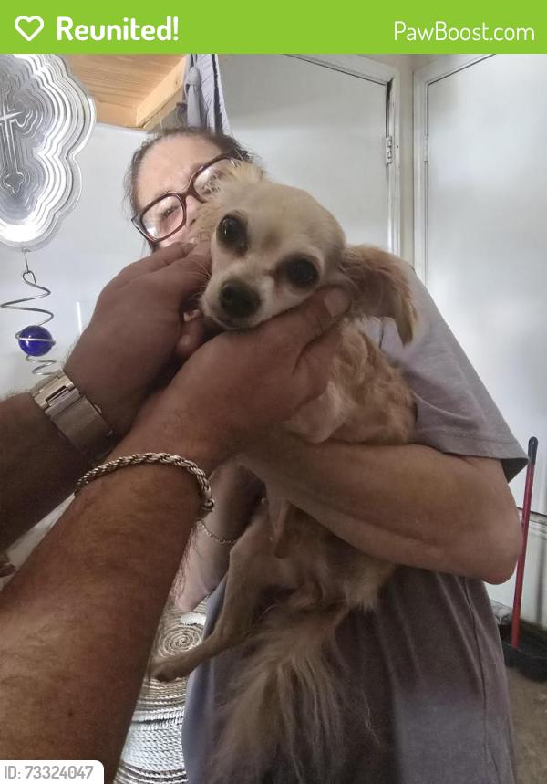 Reunited Female Dog last seen Old Tezal, San Antonio, TX 78250