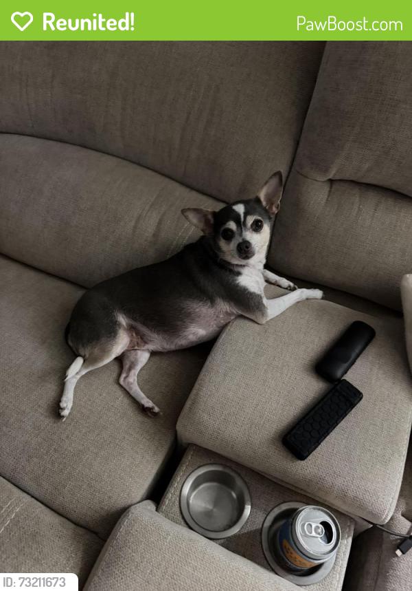 Reunited Female Dog last seen Surfside ests, Merritt Island, FL 32952