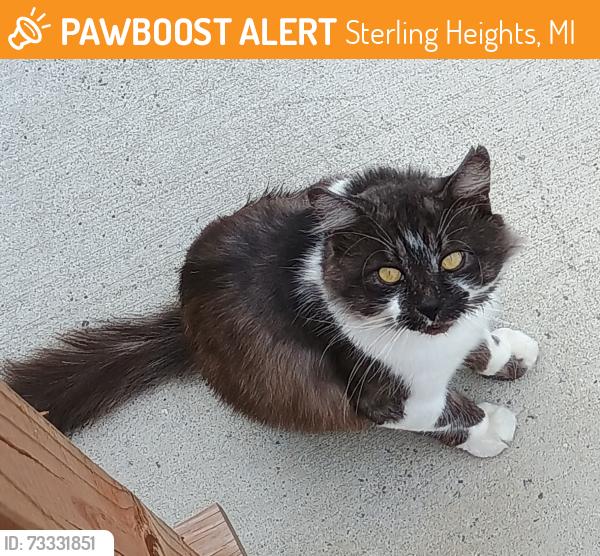 Found/Stray Unknown Cat last seen 18 mile /Ryan Rudgate Manor, Sterling Heights, MI 48310