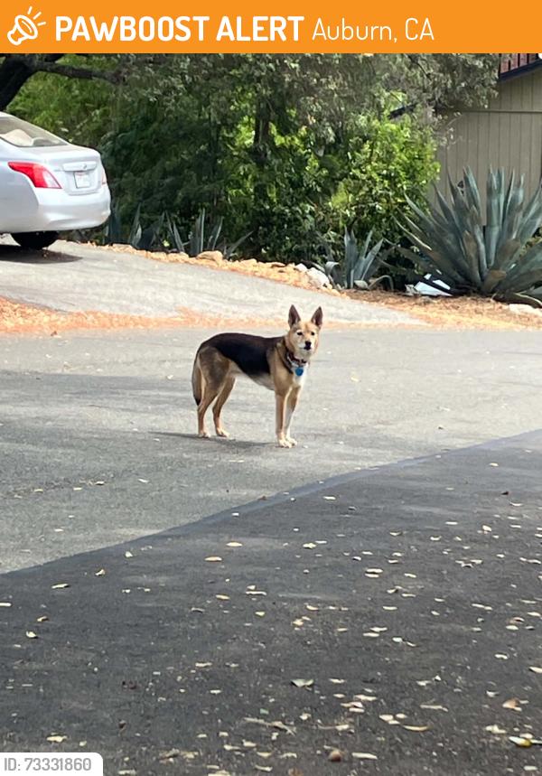 Found/Stray Female Dog last seen Olive Orchard Drive, Aeolia Drive, Stratten Way, Foresthill Ave, Auburn, CA 95603
