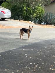 Found/Stray Female Dog last seen Olive Orchard Drive, Aeolia Drive, Stratten Way, Foresthill Ave, Auburn, CA 95603
