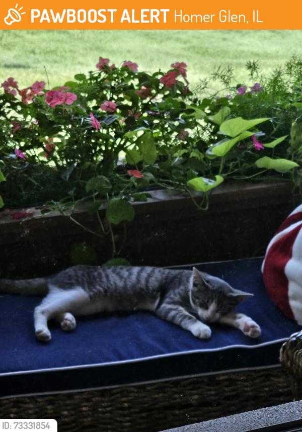 Found/Stray Unknown Cat last seen 139th and Cedar Rd, Homer Glen, IL 60491