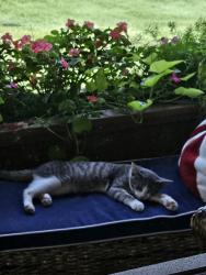 Found/Stray Unknown Cat last seen 139th and Cedar Rd, Homer Glen, IL 60491