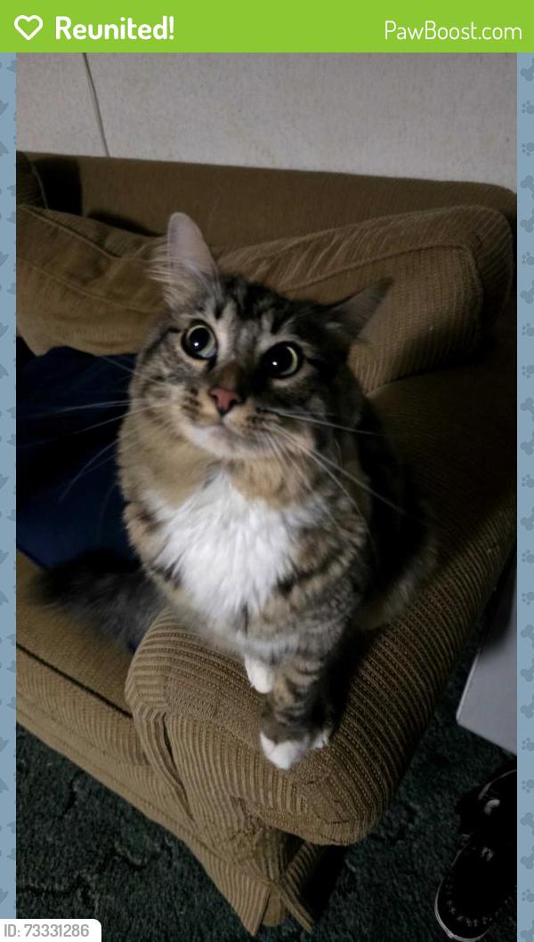 Reunited Male Cat last seen Ailey Church Ln, Sevierville, TN 37876