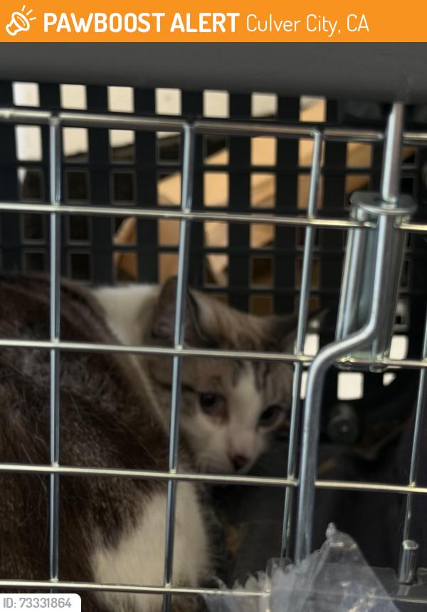 Found/Stray Unknown Cat last seen Slauson and Sepulveda, Culver City, CA 90230