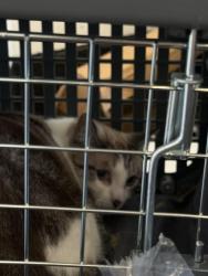 Found/Stray Unknown Cat last seen Slauson and Sepulveda, Culver City, CA 90230