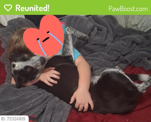 Reunited Female Dog last seen Waterworks park, Redding, CA 96003