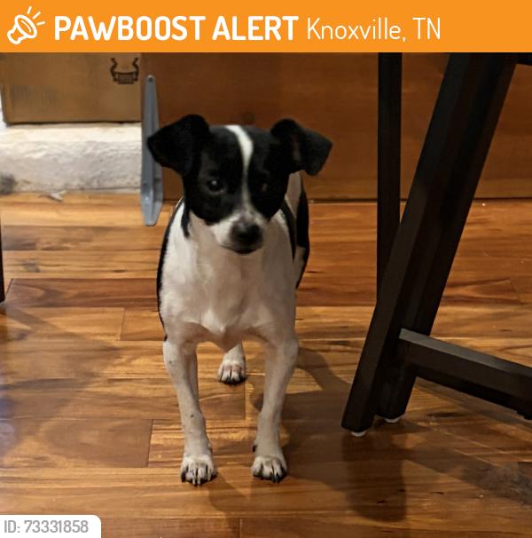 Found/Stray Male Dog last seen Corner of Martha Berry and Grove 37918, Knoxville, TN 37918