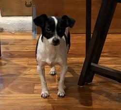 Found/Stray Male Dog last seen Corner of Martha Berry and Grove 37918, Knoxville, TN 37918