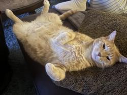 Lost Male Cat last seen Willow Oak Plantation- SW Gville, Gainesville, FL 32608