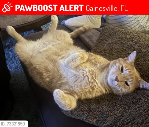 Lost Male Cat last seen Willow Oak Plantation- SW Gville, Gainesville, FL 32608