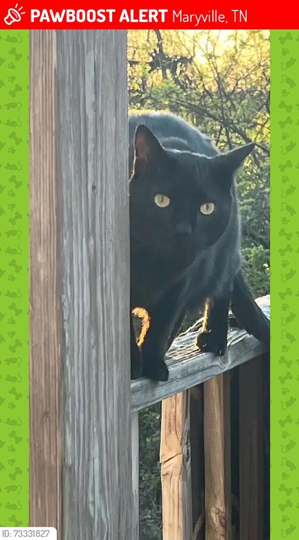Lost Male Cat last seen Near Gadwell Lane, Maryville, TN 37801