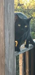 Lost Male Cat last seen Near Gadwell Lane, Maryville, TN 37801