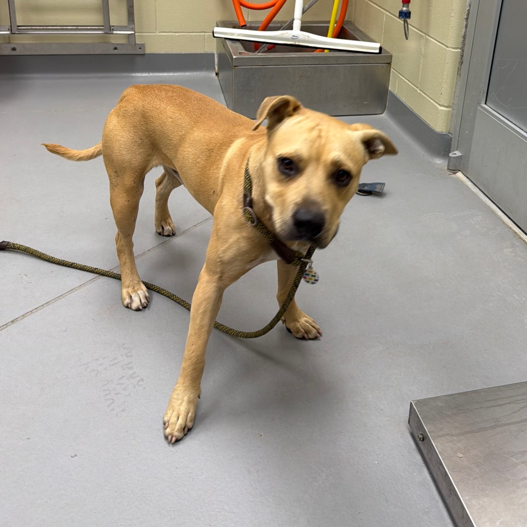 Shelter Stray Male Dog last seen , 4900 Milgen Rd, Columbus, GA 31907, USA