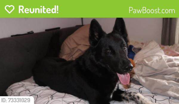 Reunited Male Dog last seen Street Chimène, Laval, QC H7A 1B9