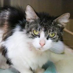 Shelter Stray Female Cat last seen , 361 S Raymond Ave, Pasadena, CA 91105, USA
