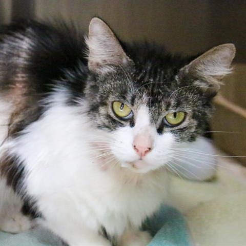 Shelter Stray Female Cat last seen , 361 S Raymond Ave, Pasadena, CA 91105, USA