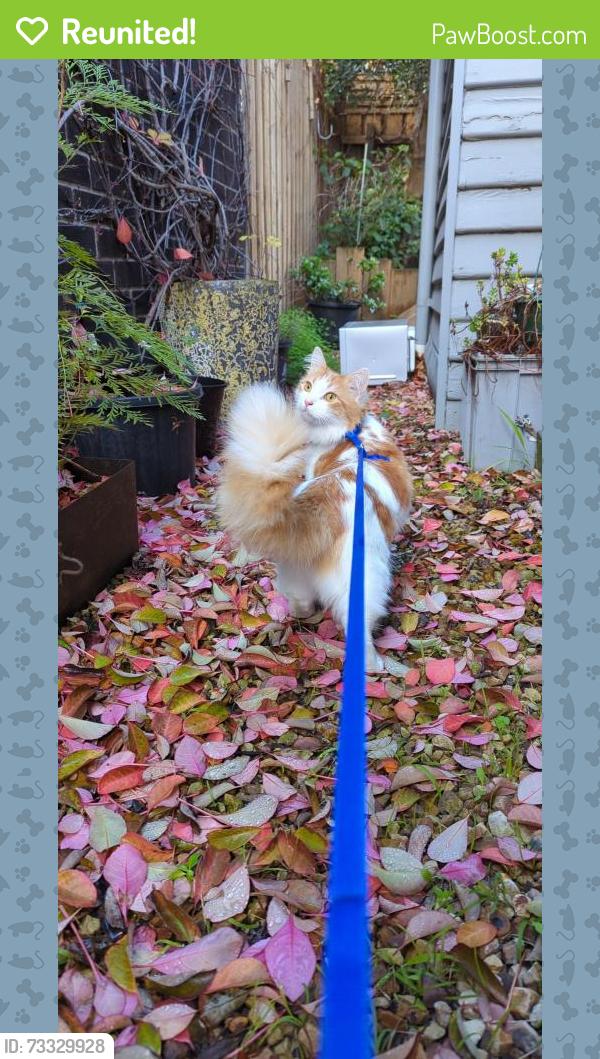 Reunited Male Cat last seen Wild cherry, koornang road, Ormond, VIC 3204