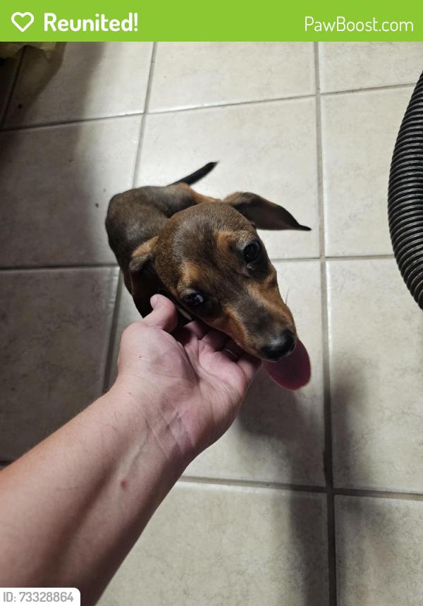Reunited Female Dog last seen 1st Atlas St, San Angelo, TX 76905